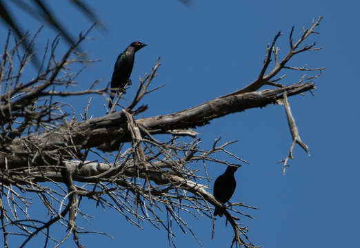 Image of Short-tailed Starling