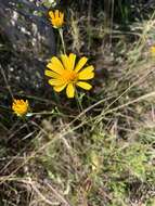 Image of coastal plain honeycombhead