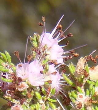 Image of Erica anguliger (N. E. Br.) E. G. H. Oliver