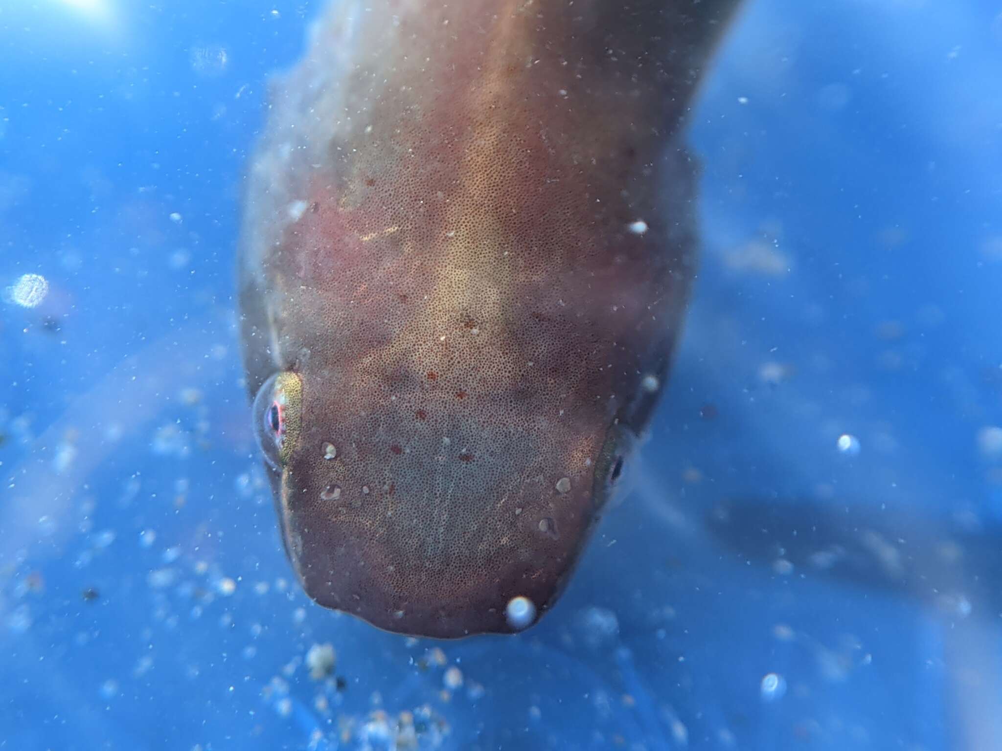 Image of Slender clingfish