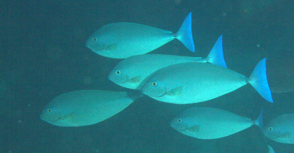 Image de Naso caeruleacauda Randall 1994