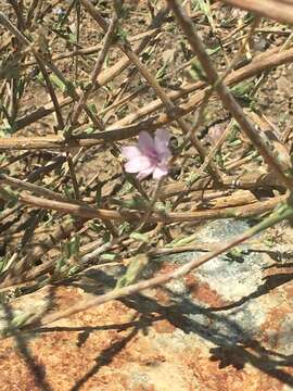 صورة Stephanomeria virgata Benth.