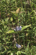 Image of gentian