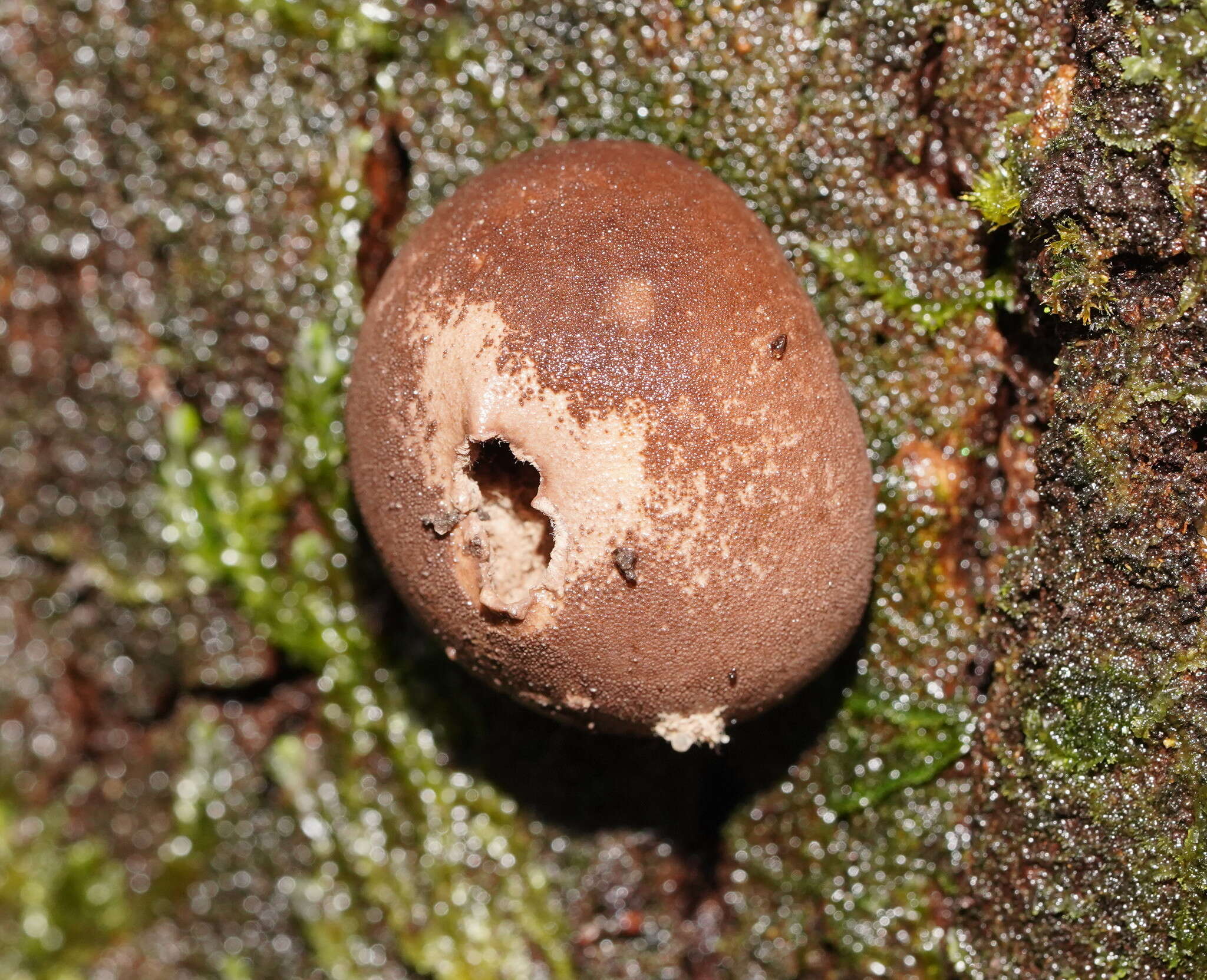 Image of Flesh-coloured Puffball