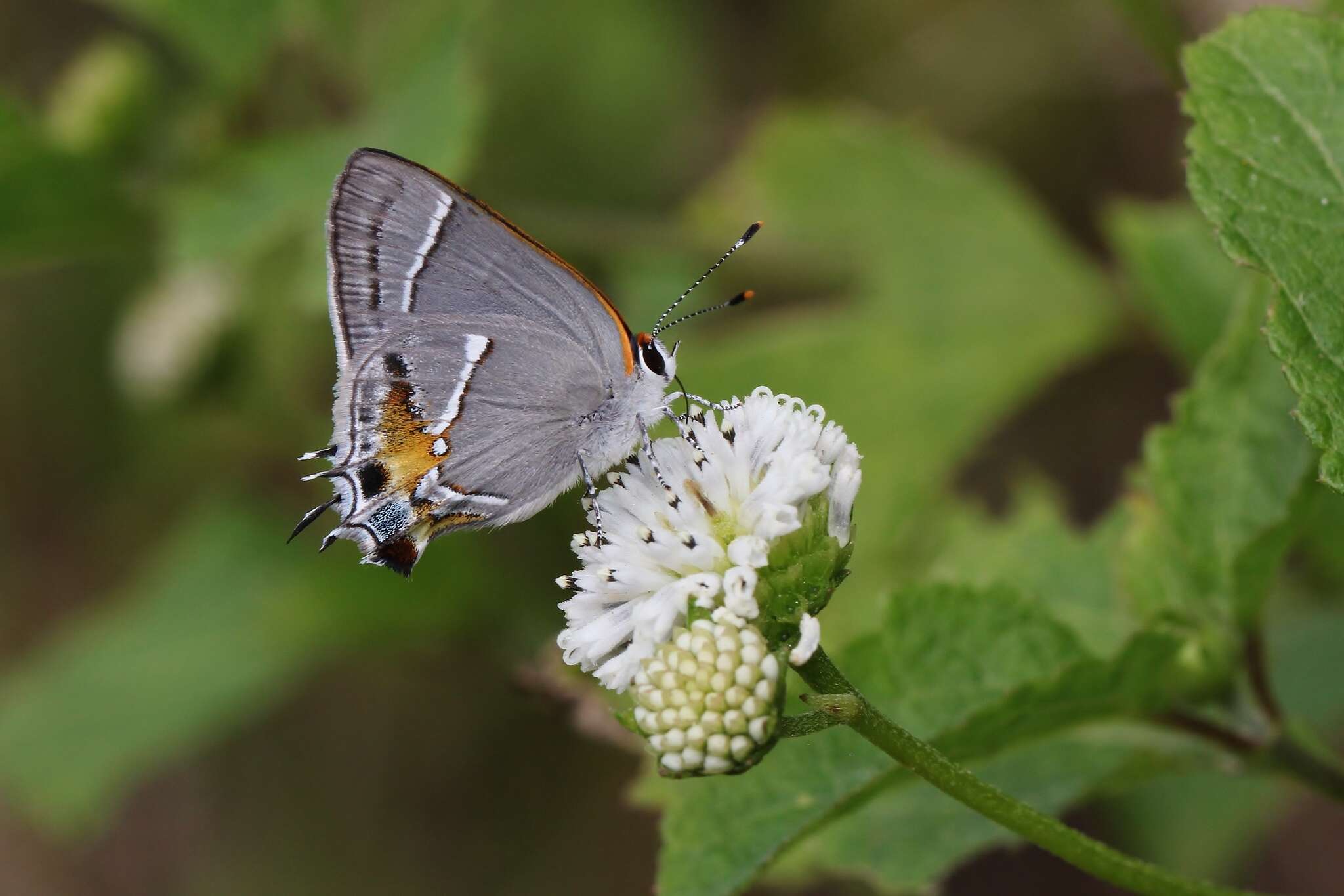 Image of Martial Scrub-Hairstreak