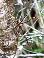 Image of Telephlebia brevicauda Tillyard 1916