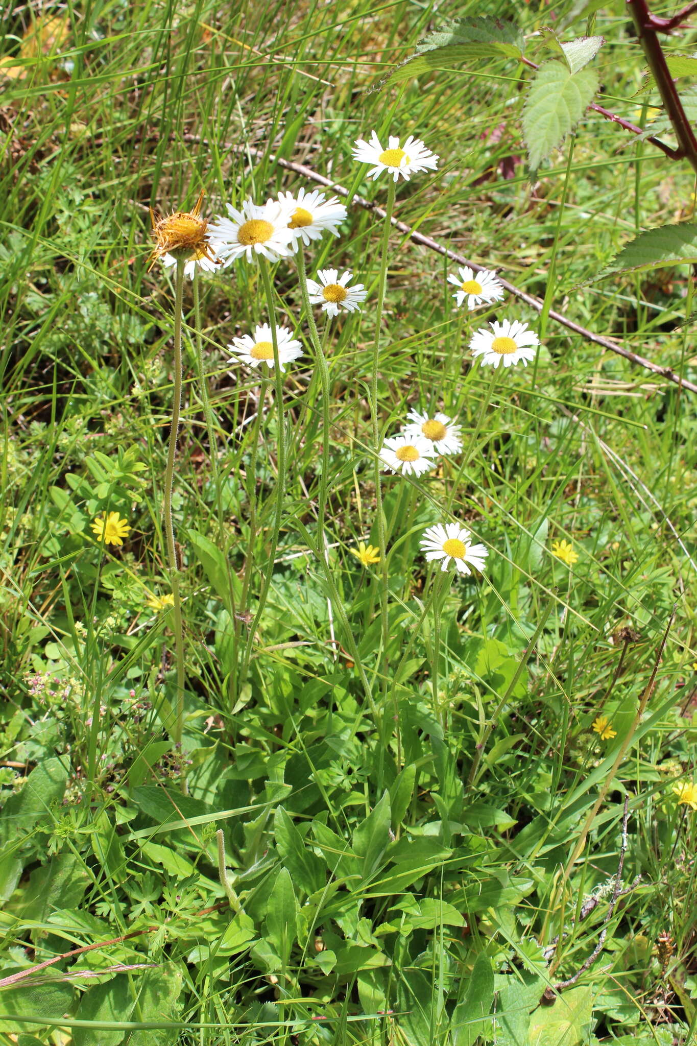 Plancia ëd Erigeron galeottii (Hemsl.) Greene