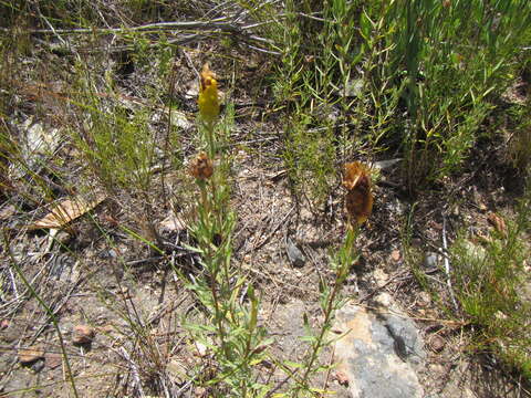 Image of Pteronia centauroides DC.