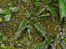 Image of Asplenium prolongatum Hook.