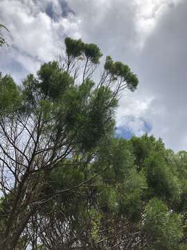 Image of Cypress Pine