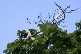 Image of Broad-crested Corella