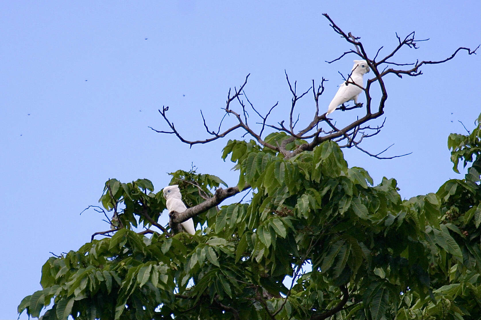 Cacatua ducorpsii Pucheran 1853 resmi