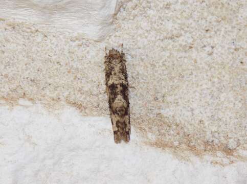 Image of Cresson's Grass-tubeworm Moth