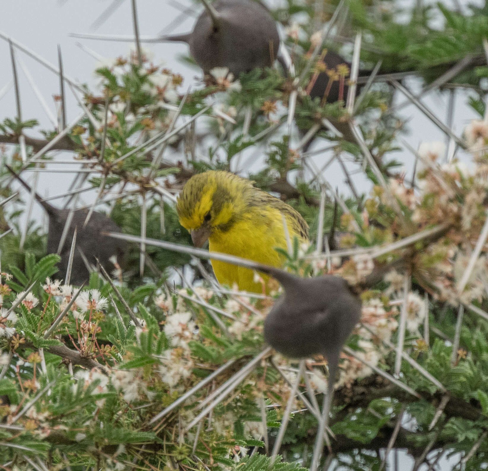 Image of White-bellied Canary