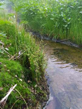 Image of Juncus prismatocarpus subsp. leschenaultii (Gay ex Laharpe) Kirschner