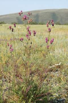 Image of Centaurea scabiosa subsp. apiculata (Ledeb.) A. D. Mikheev