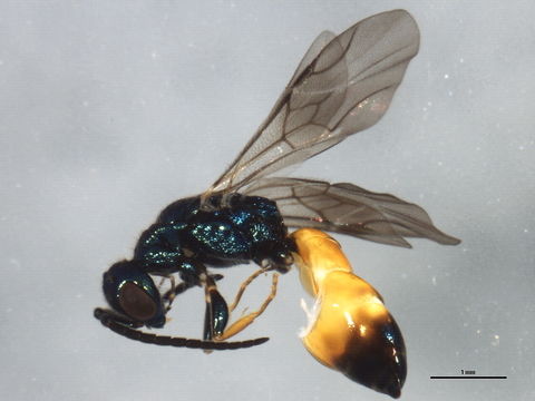 Image of <i>Cleptes semiauratus</i> (Linnaeus 1761) Linnaeus 1761