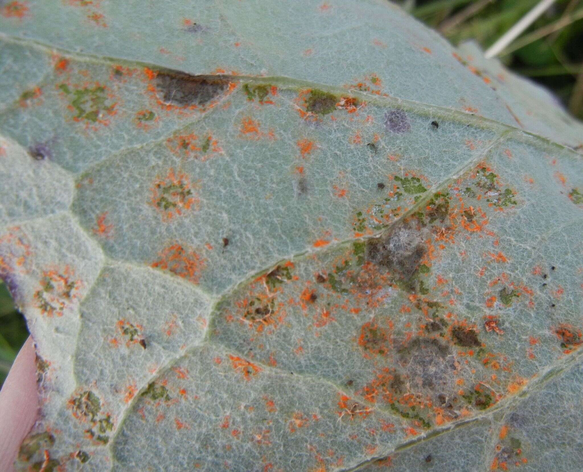 Imagem de Puccinia poarum Nielsen 1877