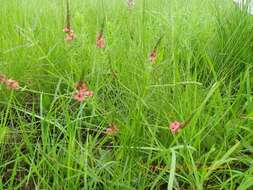 Image of Indigastrum fastigiatum (E. Mey.) Schrire