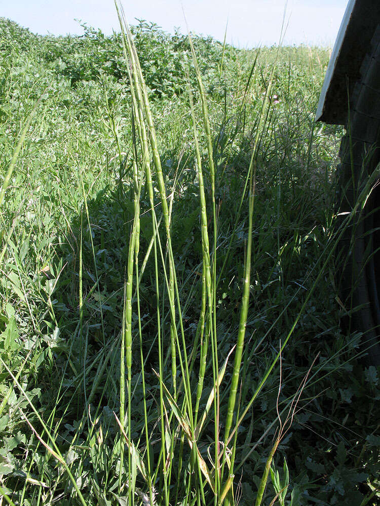 Plancia ëd Aegilops cylindrica Host