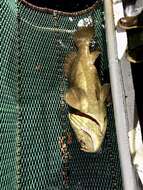 Image of Atlantic Goliath Grouper