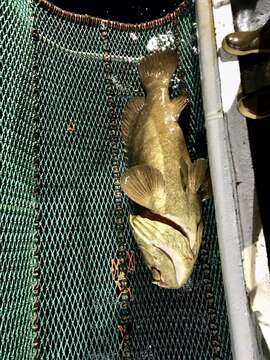 Image of Atlantic Goliath Grouper