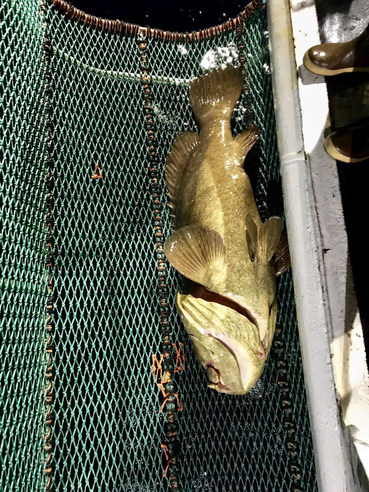 Image of Atlantic Goliath Grouper