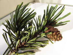 Image of Pinus mugo subsp. rotundata (Link) Janch. & H. Neumayer