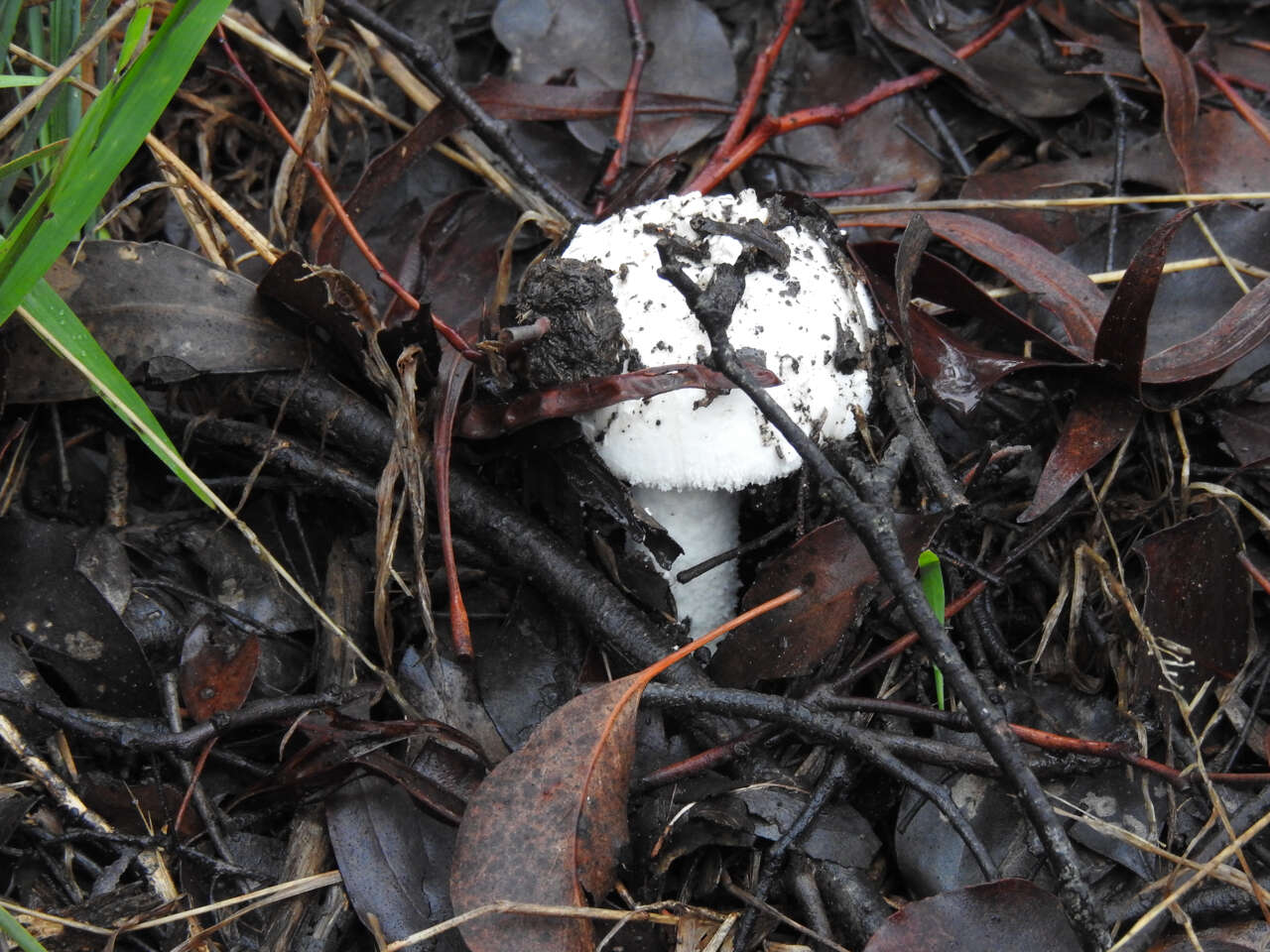 Image de Amanita farinacea (Sacc.) Cleland & Cheel 1914