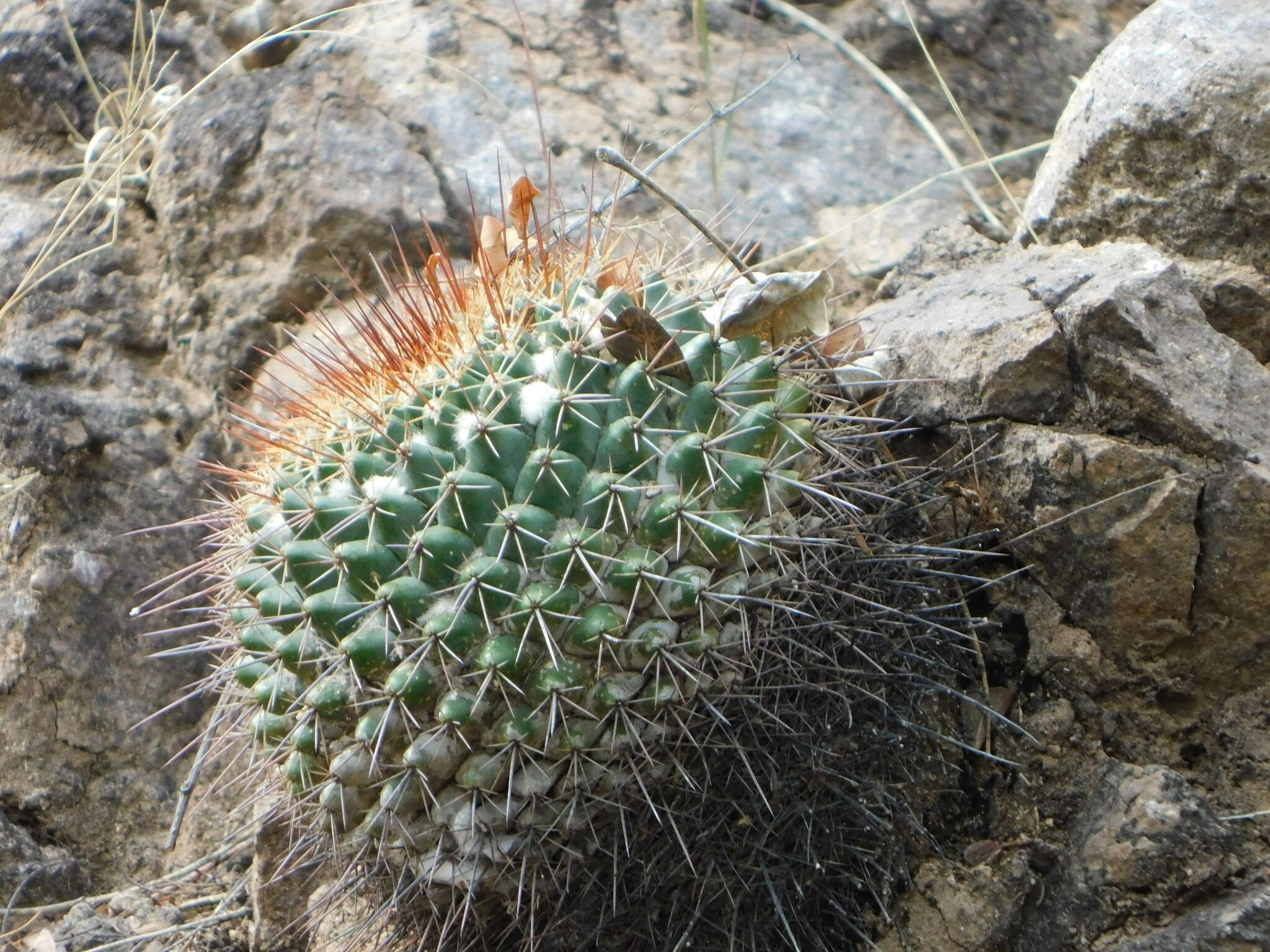 Image of Mammillaria sonorensis R. T. Craig