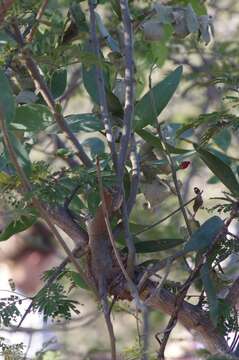 Imagem de Dichrostachys cinerea (L.) Wight & Arn.