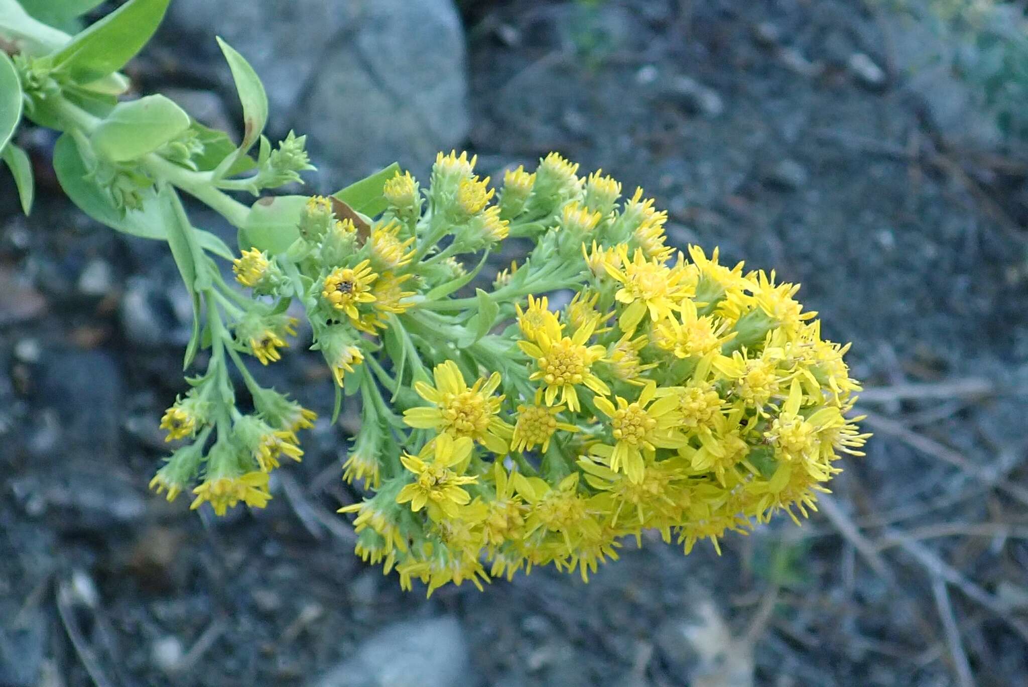 Image of Wright's goldenrod