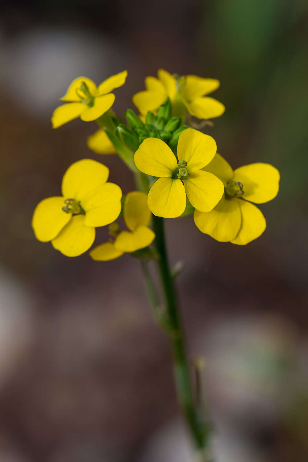 Слика од Erysimum cuspidatum (M. Bieb.) DC.