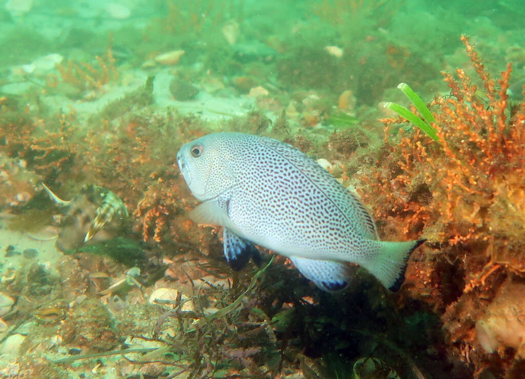 Image de Loche Bleue