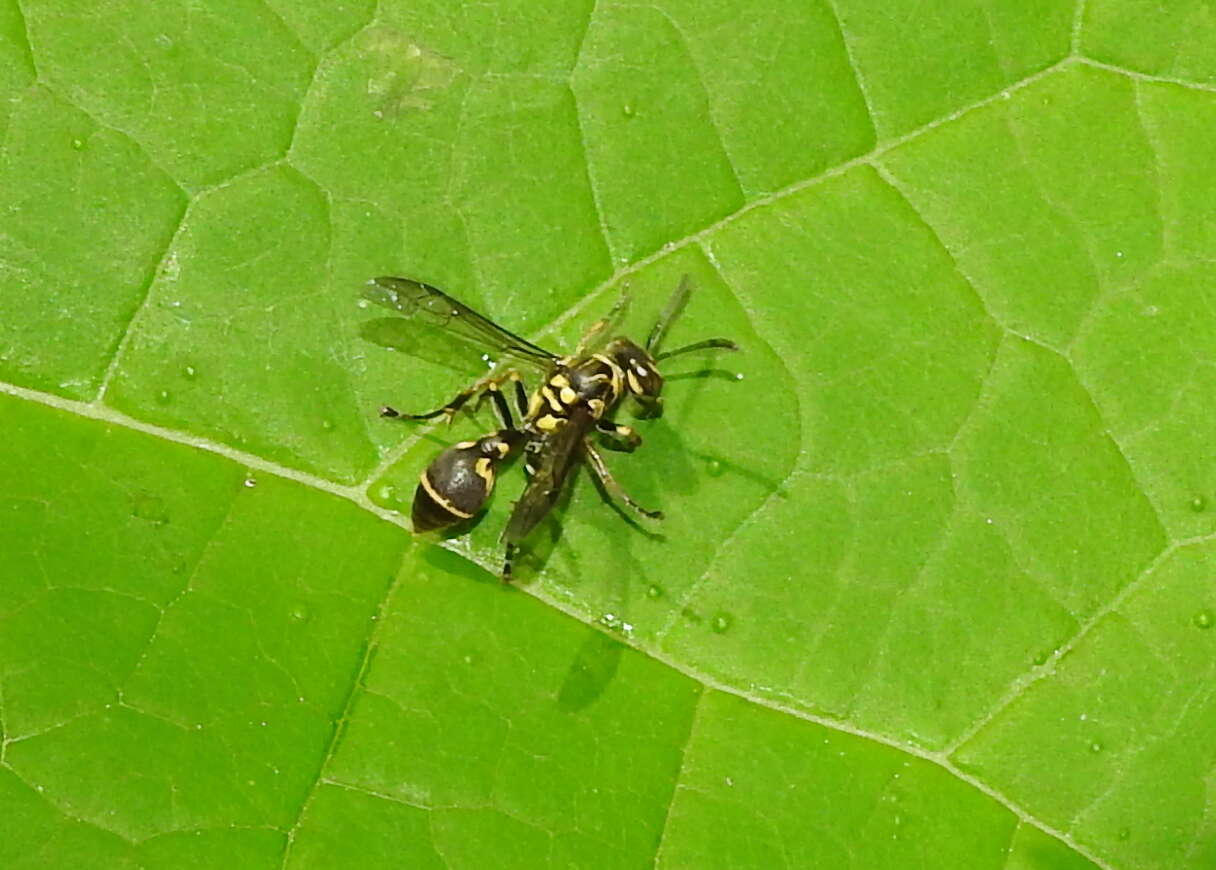 Image of Ropalidia flavopicta (Smith 1857)