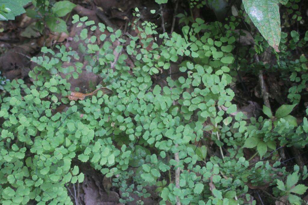 Adiantum amplum C. Presl的圖片