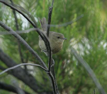 Image of Comoros Brush Warbler