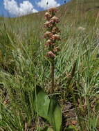 Image of Disperis renibractea Schltr.