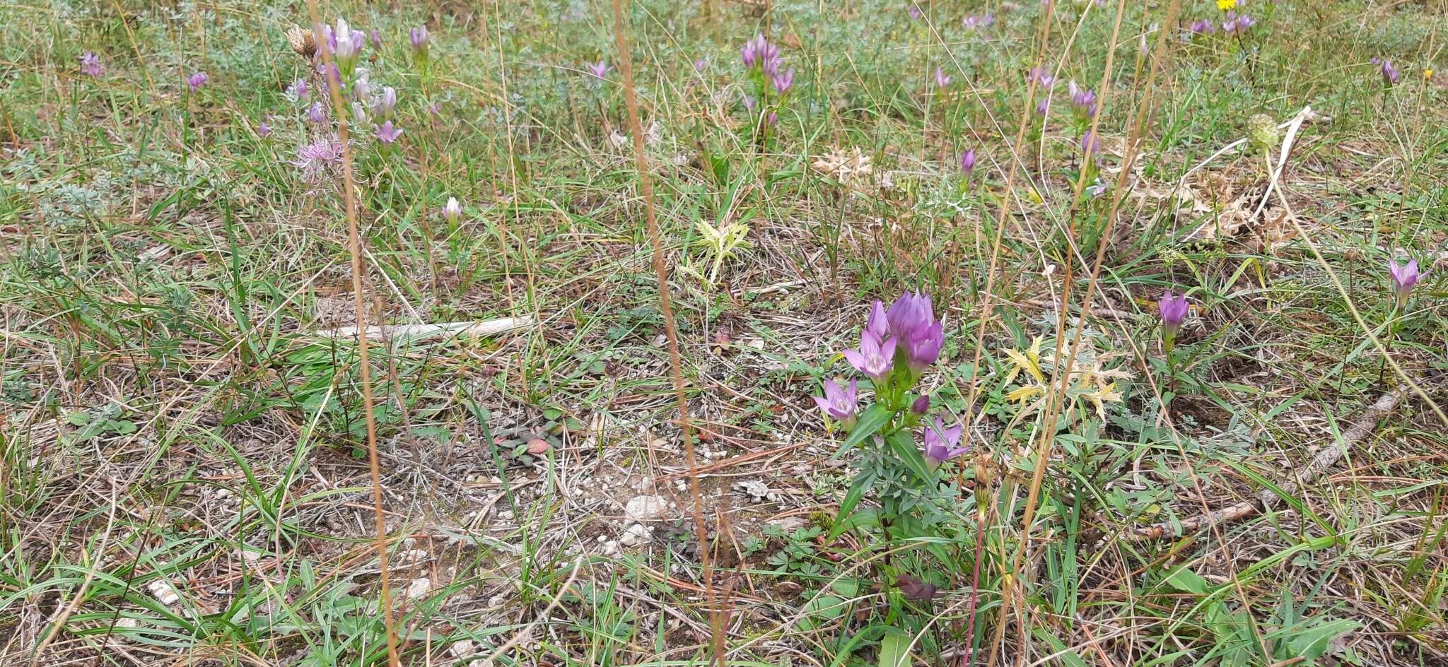 Image of Gentianella austriaca (A. & J. Kern.) Holub