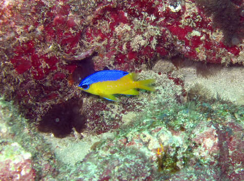 Image of Cape damsel