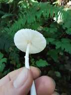 Image of Lepiota sequoiarum Murrill 1912