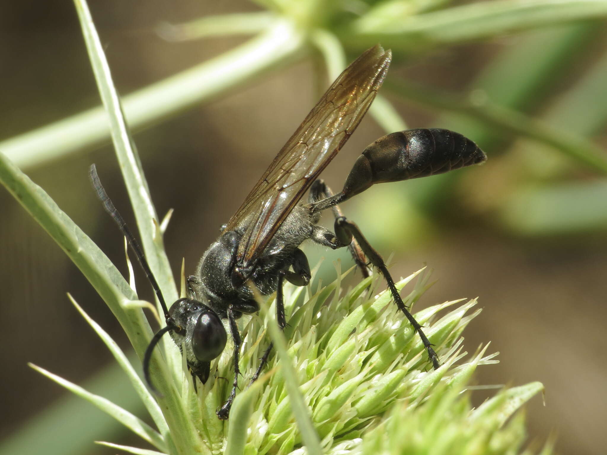 صورة Sphex pruinosus Germar 1817