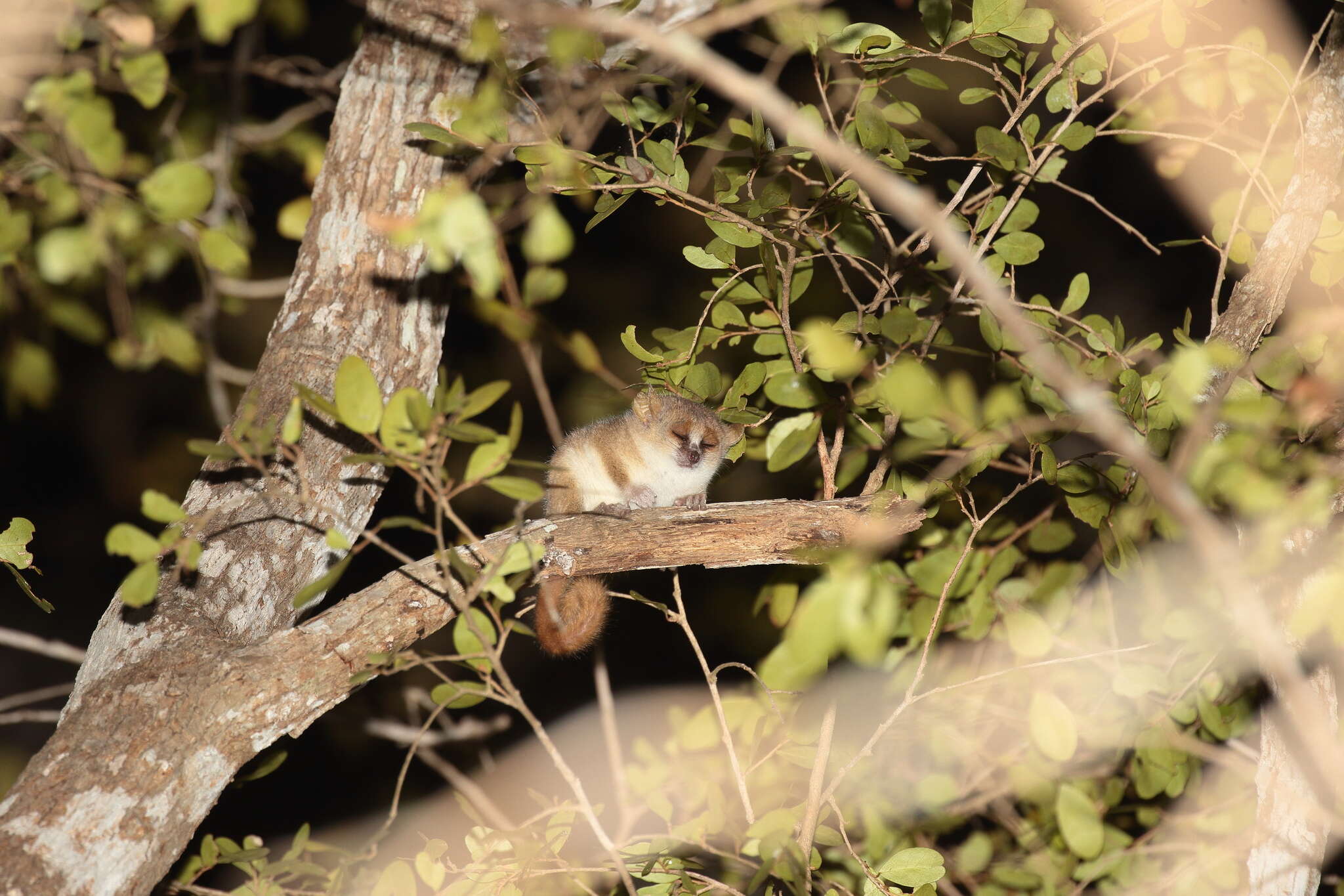 Image of Gray Mouse Lemur