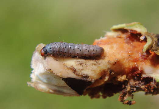 Image of Mahogany Shoot-borer