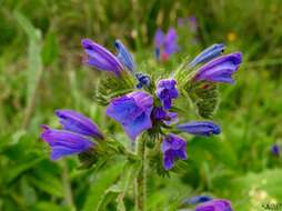 Image of Cretan viper's bugloss