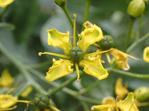 Image of Ruta pinnata L. fil.