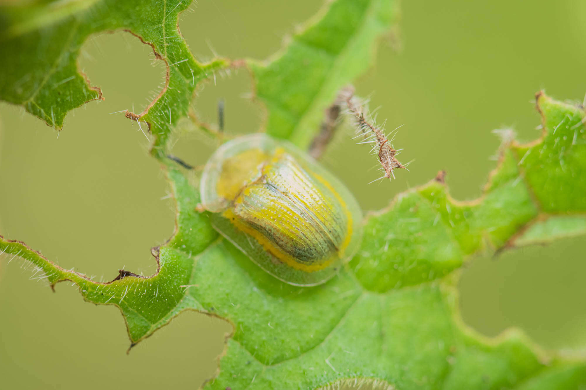 Image of Leaf beetle