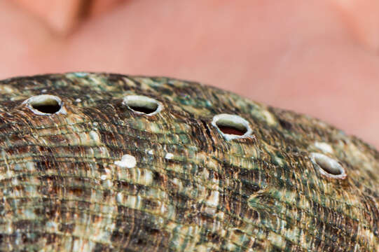 Image of pink abalone