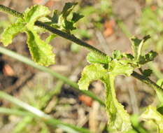 Image of Forest pink hibiscus