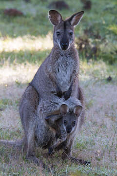 Imagem de Macropus subgen. Notamacropus Dawson & Flannery 1985